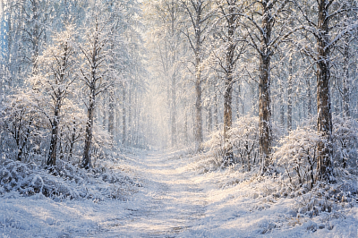 Laatste van vier Seizoenen, wie heeft de andere 3!